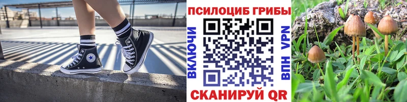 Псилоцибиновые грибы Psilocybine cubensis наркошоп Завитинск